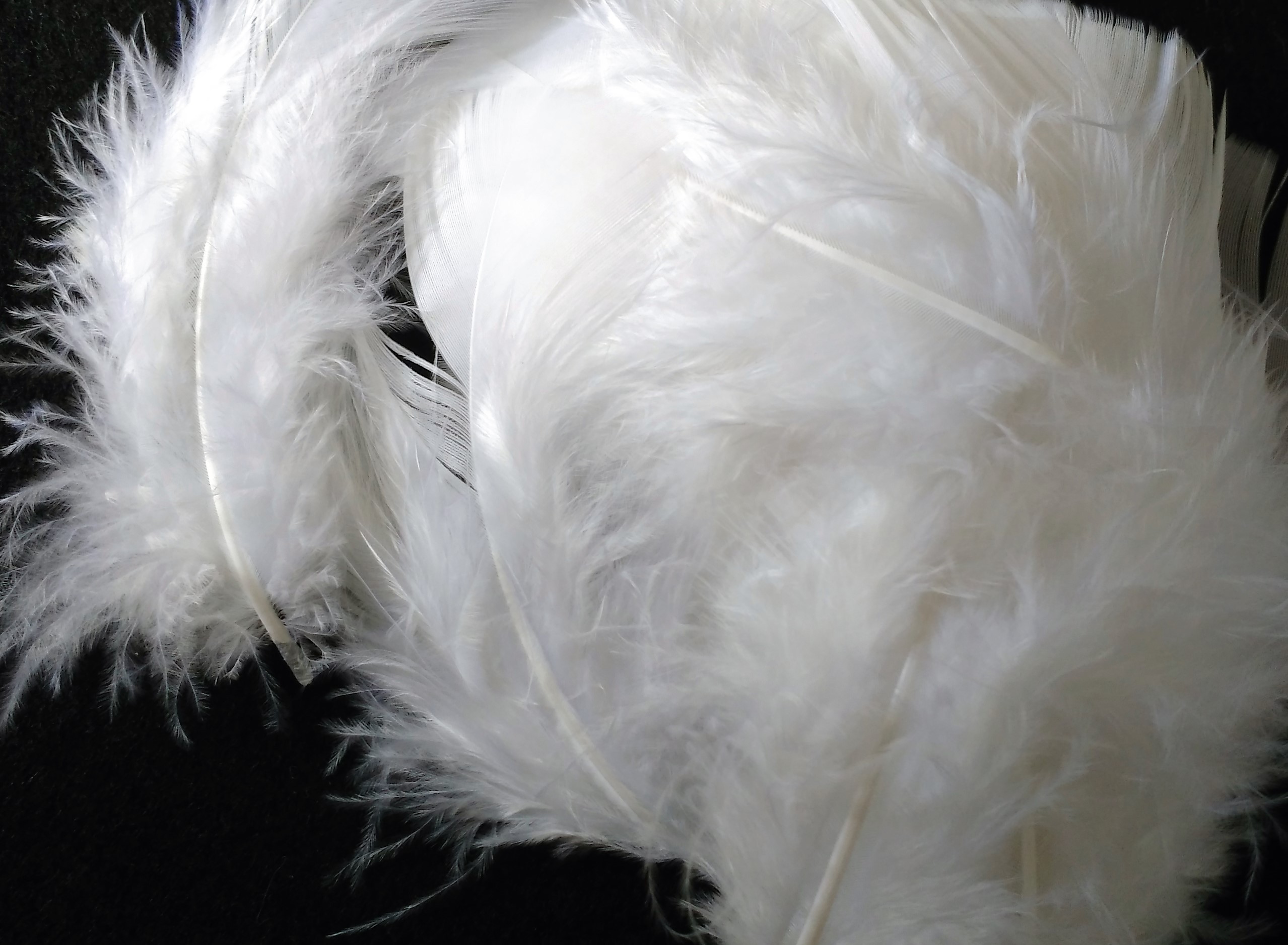 Pangutheos 250 Pièces Plumes Loisirs Creatifs, Plumes Blanches