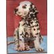 Kit Canevas Chiot Dalmatien 14 x 18 cm Pénélope Blanc Petits Trous