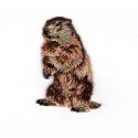 Patch Ecusson Thermocollant Marmotte A 3 x 5 cm
