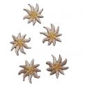 Patch Ecusson Thermocollant 5 x tout petit Edelweiss 2 x 2 cm
