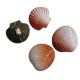 Lot 4 boutons Coquillage 30 mm